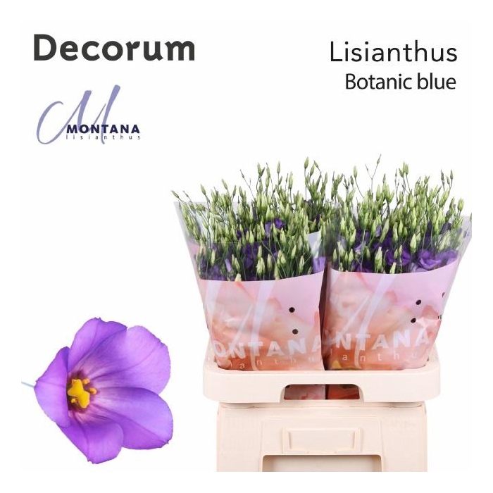 <h4>Eus E Botan Blue</h4>