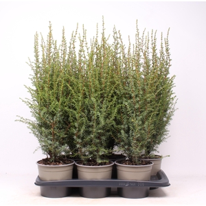 Juniperus communis 'Arnold'