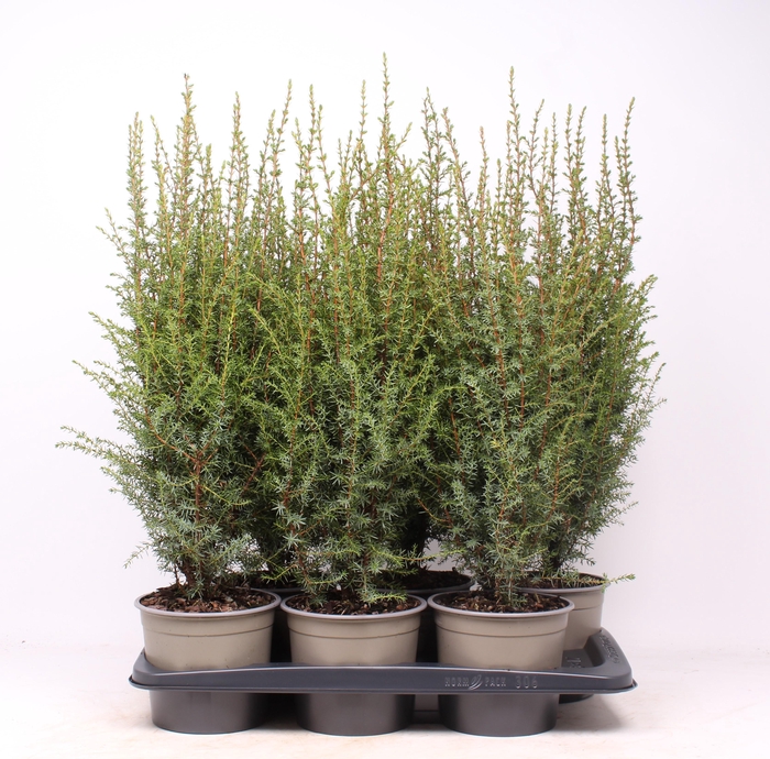 <h4>Juniperus communis 'Arnold'</h4>