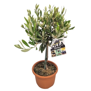 OLEA EUROPAEA