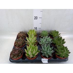 Echeveria   ...mix