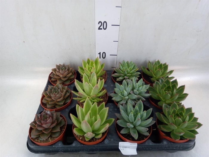 <h4>Echeveria   ...mix</h4>
