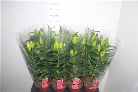 <h4>Lil Or Sunny Keys 4 Pp</h4>