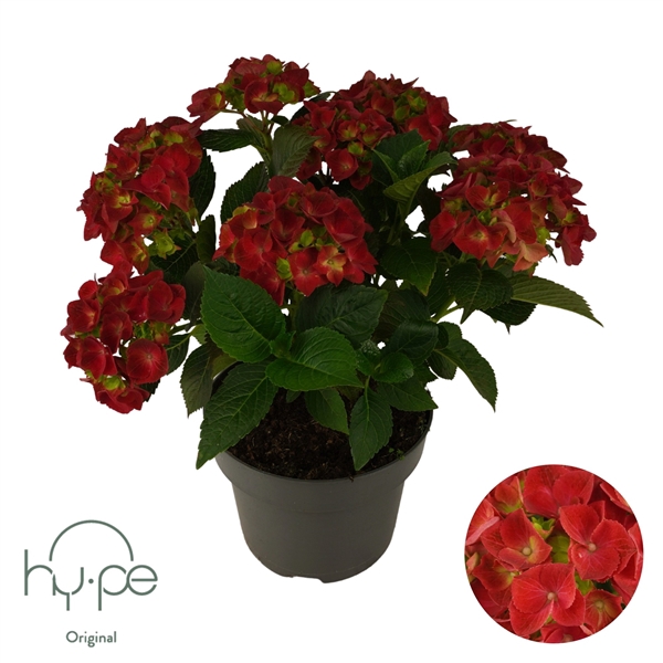 <h4>Hydrangea Mophead Red 7+ | Hy-pe Original</h4>