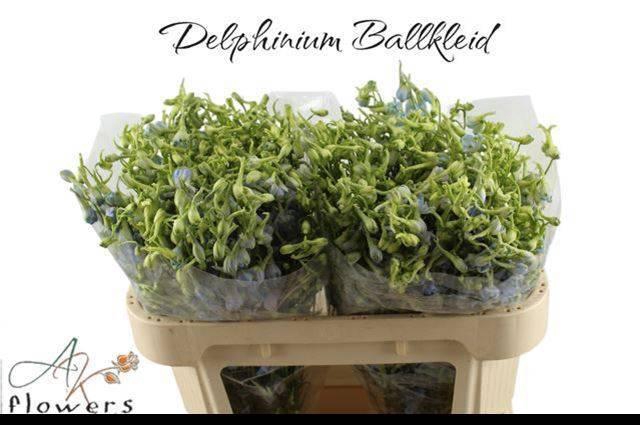 <h4>DELPH EN BALLKLEID</h4>