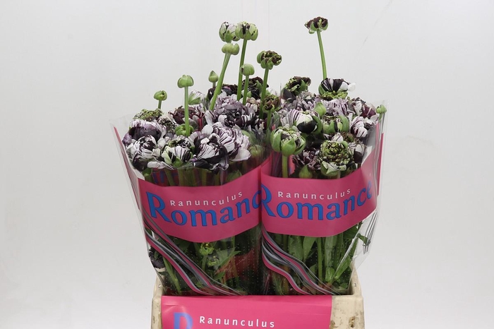 Ranunculus Brushmark Estrada