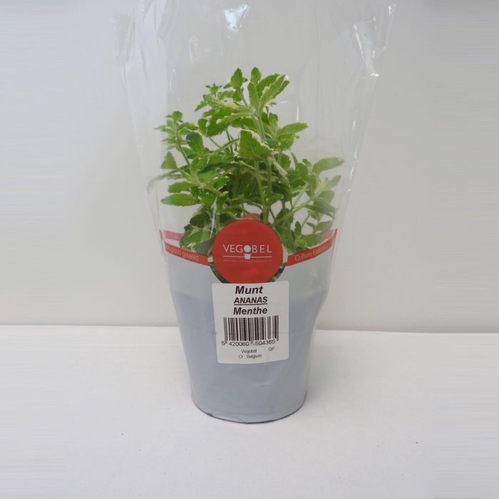 <h4>Munt Ananas P12</h4>