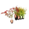 Acer Palmatum