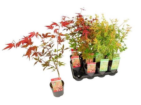 <h4>Acer Palmatum Gem</h4>