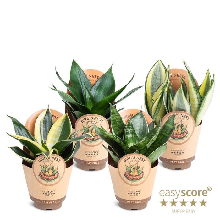 <h4>Sansevieria Hahnii Collection</h4>