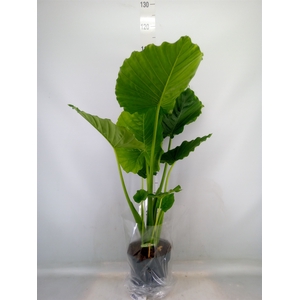 Alocasia gageana