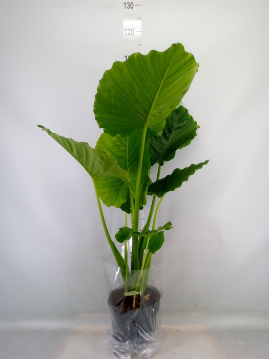 <h4>Alocasia gageana</h4>