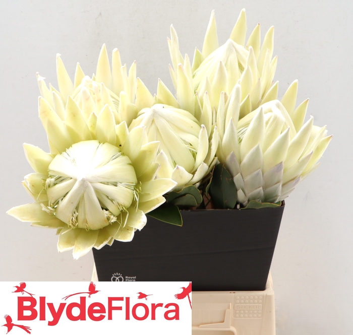 <h4>Protea cynaroides 'Lei Momi'</h4>