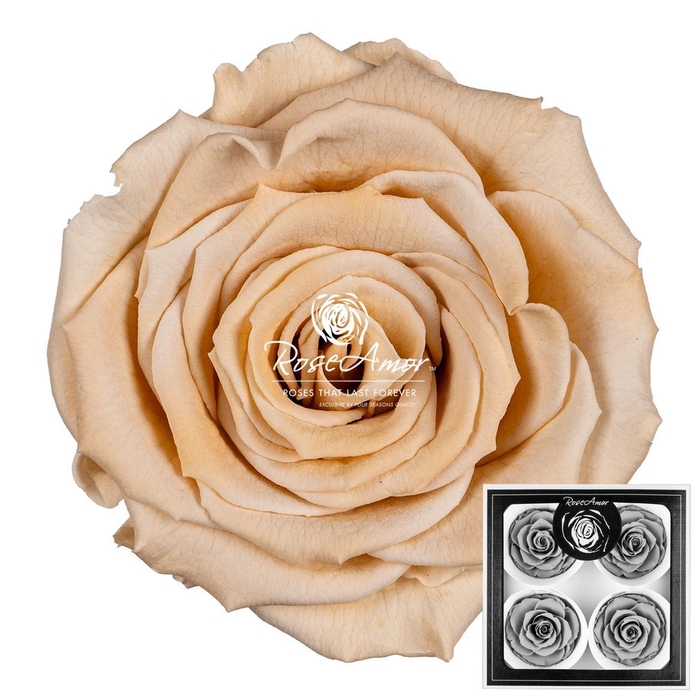 <h4>Bellisima Cha01</h4>