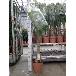 Pachira aquatica