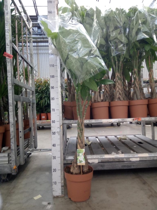 <h4>Pachira aquatica</h4>