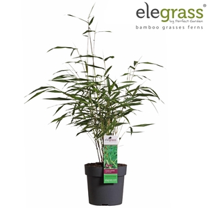 Fargesia Asian Wonder