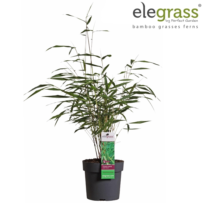 <h4>Fargesia Asian Wonder</h4>