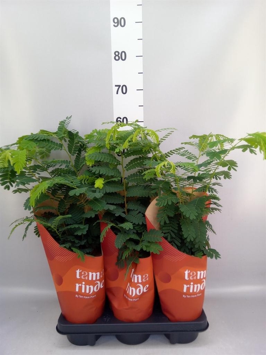 <h4>Tamarindus indica</h4>