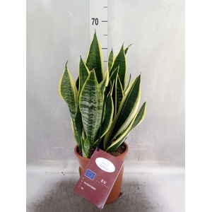 Sansevieria trifa. 'Laurentii'