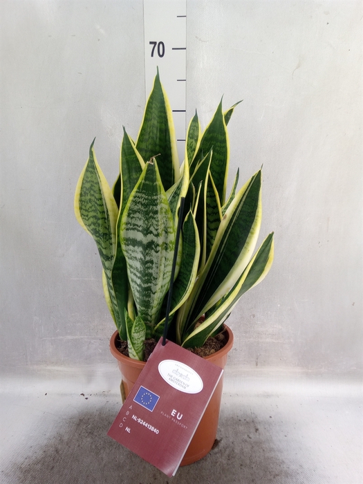 <h4>Sansevieria trifa. 'Laurentii'</h4>