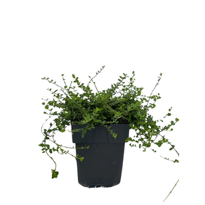 Euonymus fortunei 'Minimus' P17