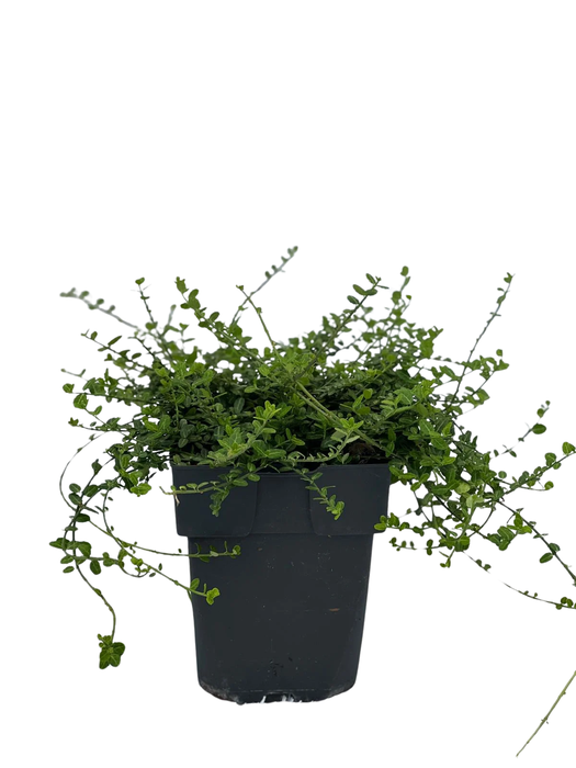 <h4>Euonymus fortunei 'Minimus' P17</h4>