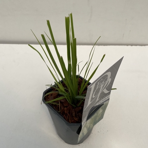 Cortaderia 'Pumila' P13