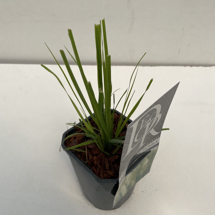 <h4>Cortaderia 'Pumila' P13</h4>