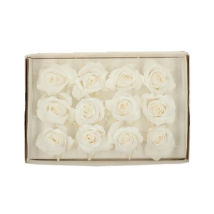 Preserved Rose 4cm