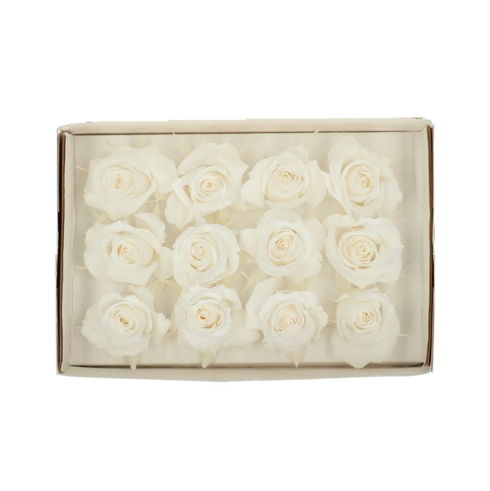 <h4>Preserved Rose 4cm</h4>