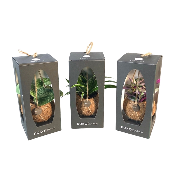 <h4>Kokodama 12 cm Gift Package Green mix</h4>