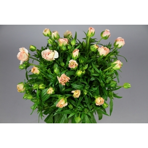 Ranunculus Butterfly Ariadne