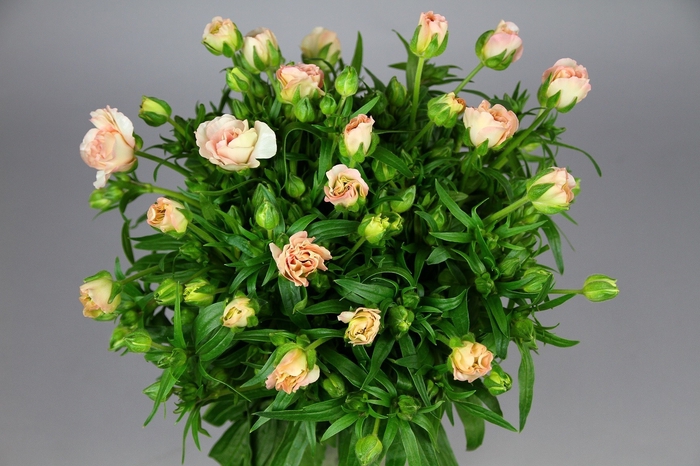 Ranunculus Butterfly Ariadne