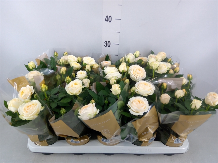 <h4>Rosa  'Belami Kordana'</h4>