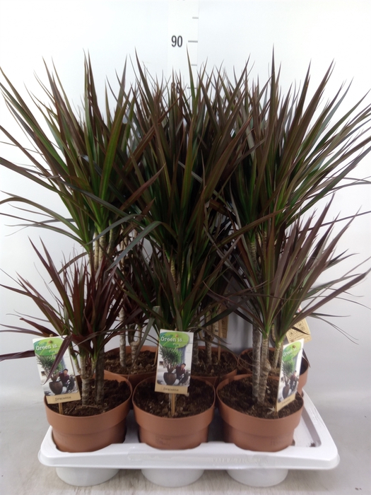<h4>Dracaena marg. 'Magenta'</h4>
