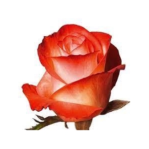 R GR BLUSH