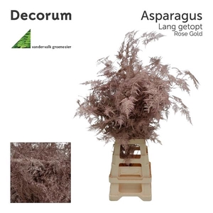 Asp lang getopt Rose gold