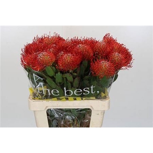 Nutans Ayoba Red