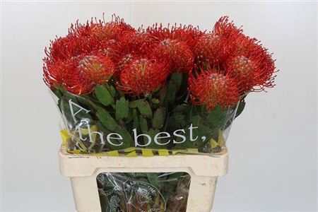 <h4>Nutans Ayoba Red</h4>