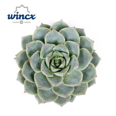 <h4>Echeveria Fabiola Cutflower Wincx-5cm</h4>