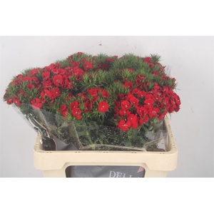 Di Barb Breanthus Amras Red