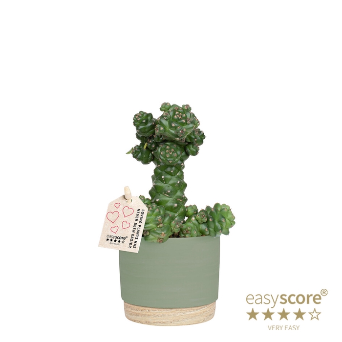 EUPHORBIA RITCHIEI P10 WB GREEN