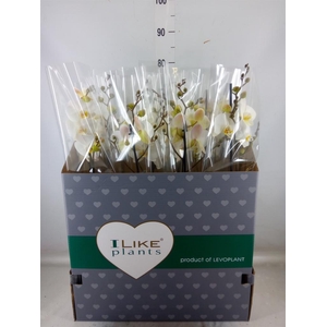 Phalaenopsis   ...white