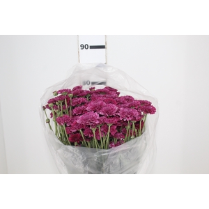 CRISANTEMO SANTINI QUINTY 080 CM
