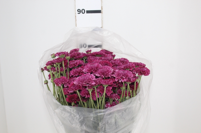 <h4>CRISANTEMO SANTINI QUINTY 080 CM</h4>