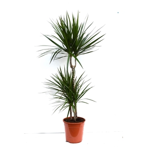 Dracaena Marginata