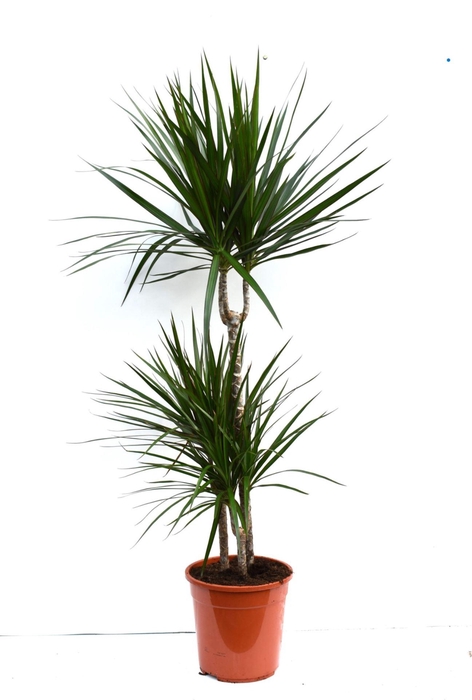 <h4>Dracaena Marginata</h4>