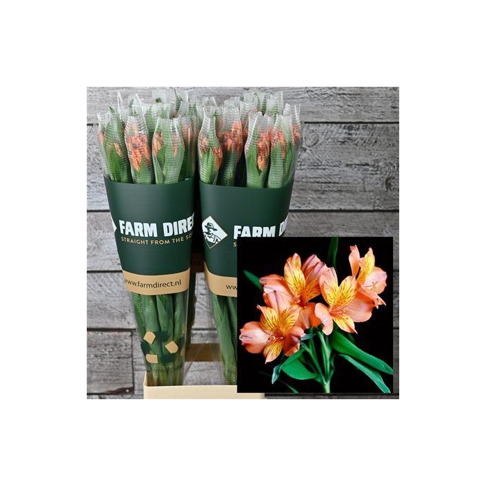 <h4>Alstro Lucca Orange 70gr</h4>