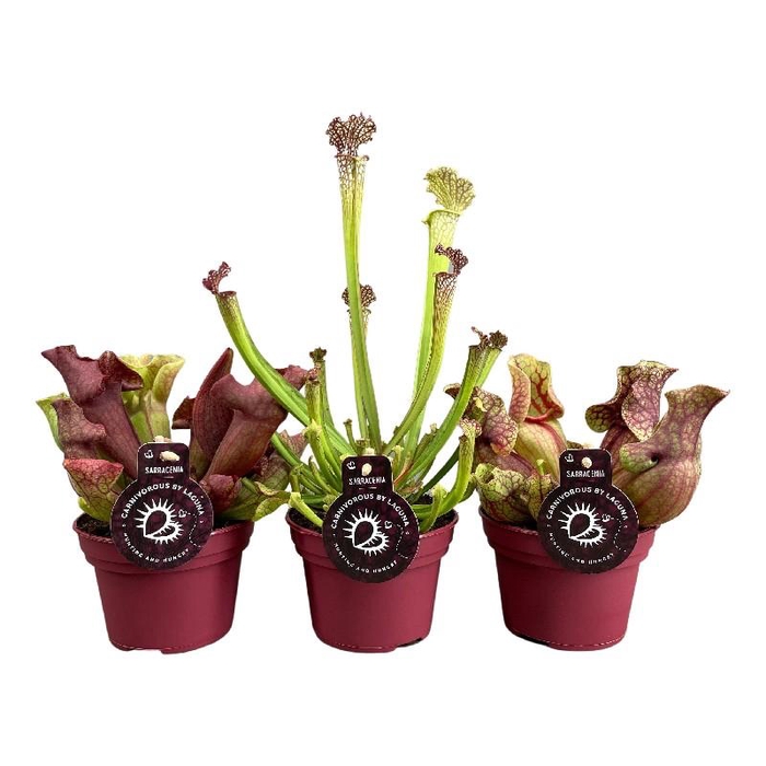Sarracenia gemengd in tray